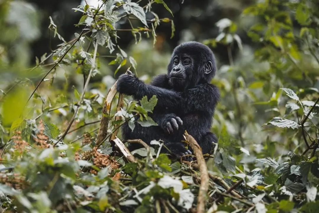 For Our Guests Who Want To Visit Rwanda and Uganda To See Gorilla