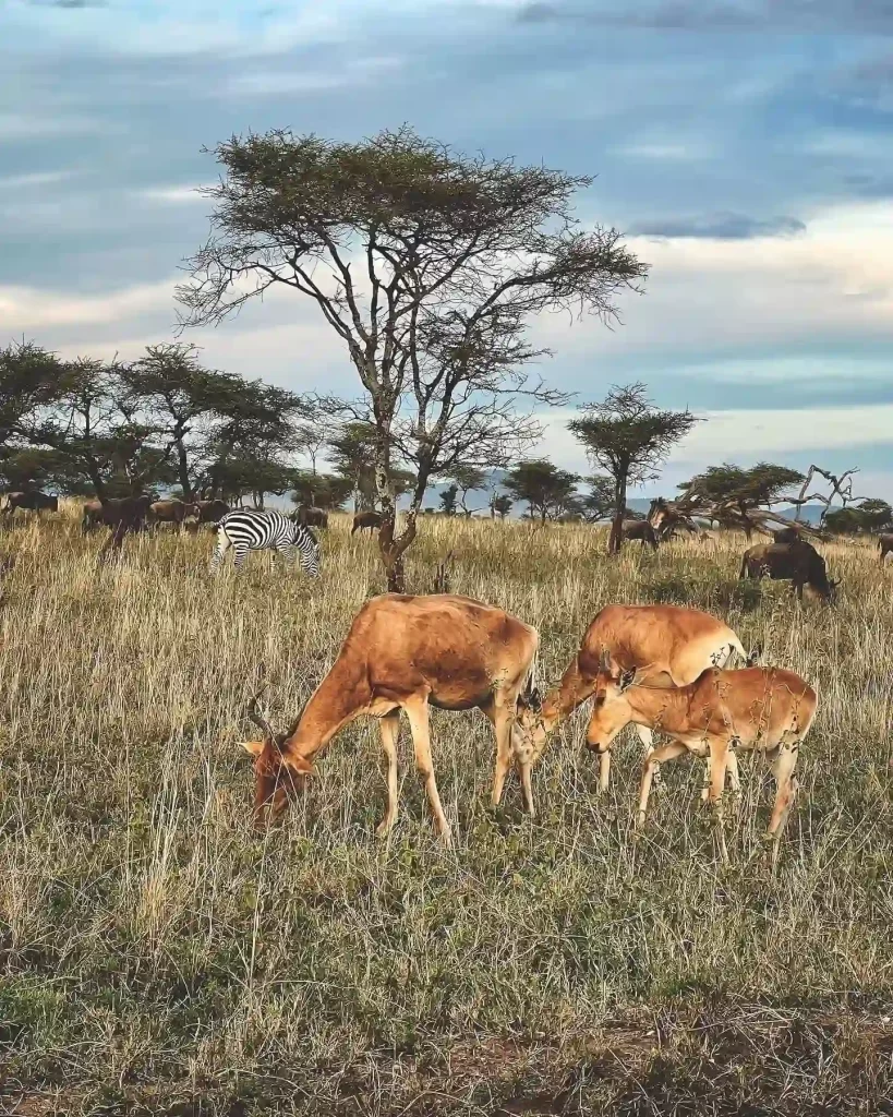 Kenya safari tours