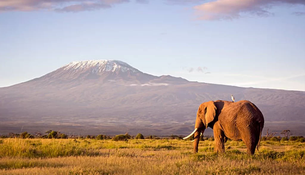 New Year's Adventure: Summiting Kilimanjaro for a Spectacular Start to 2024