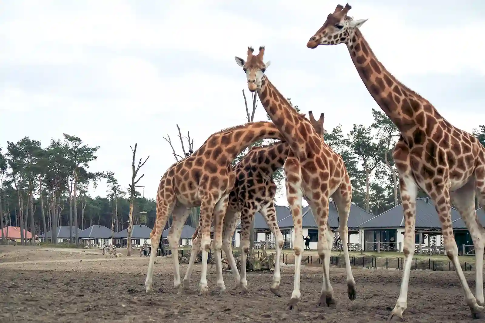 Which country, Tanzania or Kenya, provides the best safari experience?