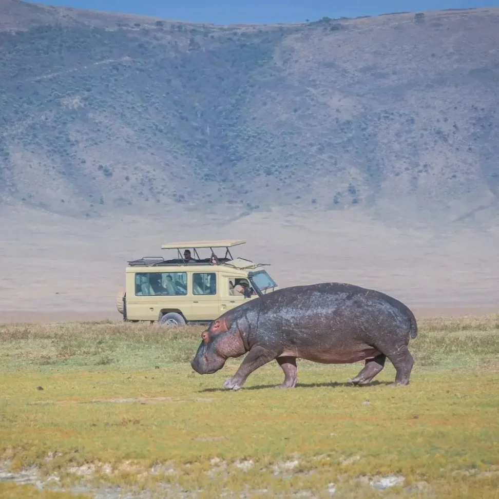 Wildlife tours
