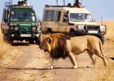 Game Drive vs Safari: What’s the difference?