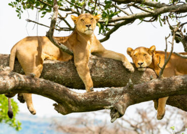 Lions (Panthera leo) in Serengeti National Park, Tanzania, Africa