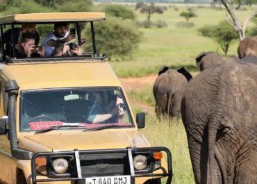 5 Essential Tips for Families Planning an Unforgettable African Safari Adventure