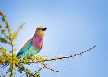7 tips to how you can see Rare and Beautiful Birds