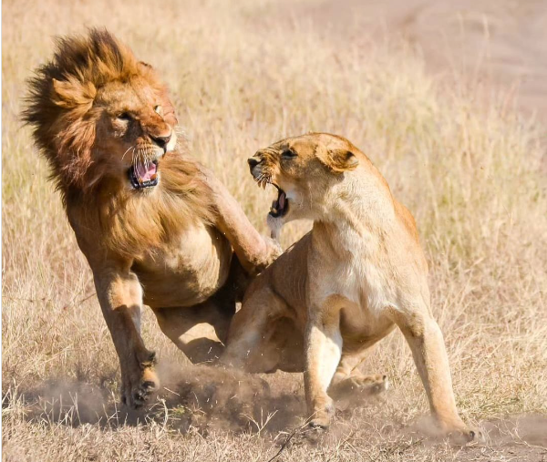 Lions mating