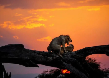 How to experience the wild on your safari trip
