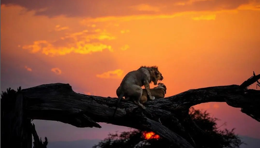 Two lions