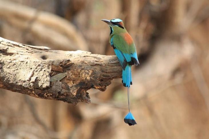 how you can see Rare and Beautiful Birds